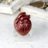 Шоколад фигурный "Анатомическое Сердце"